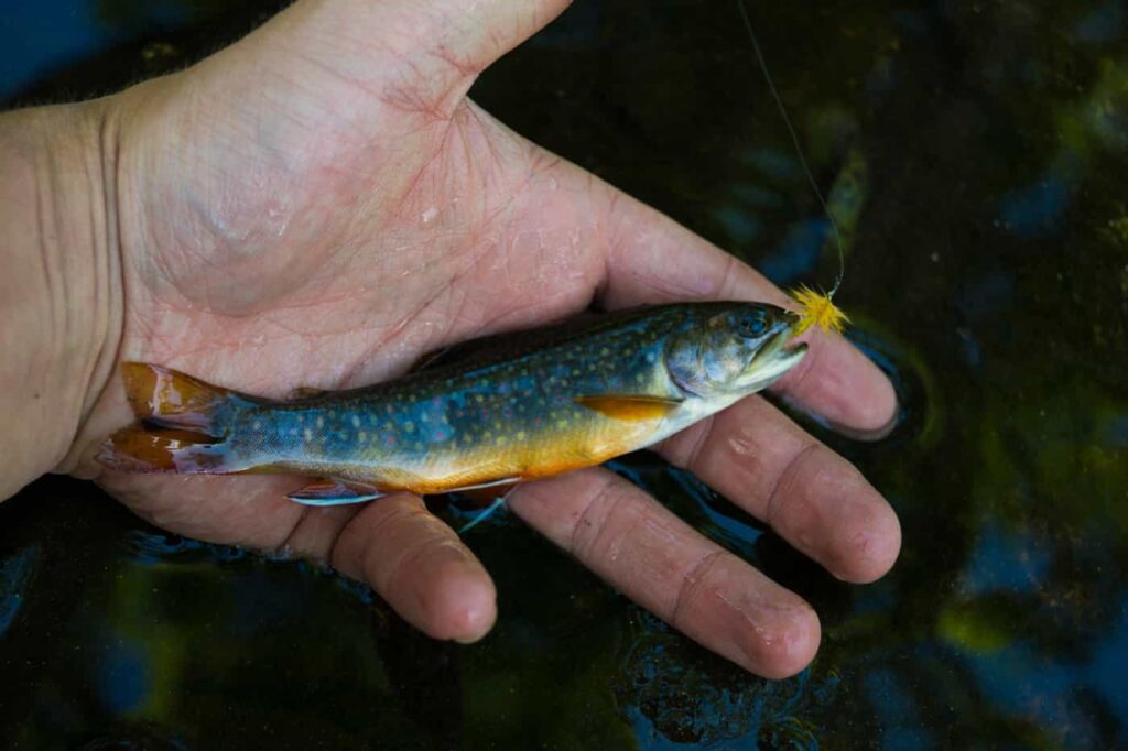 Ferguson-Trout-Pond.jpg